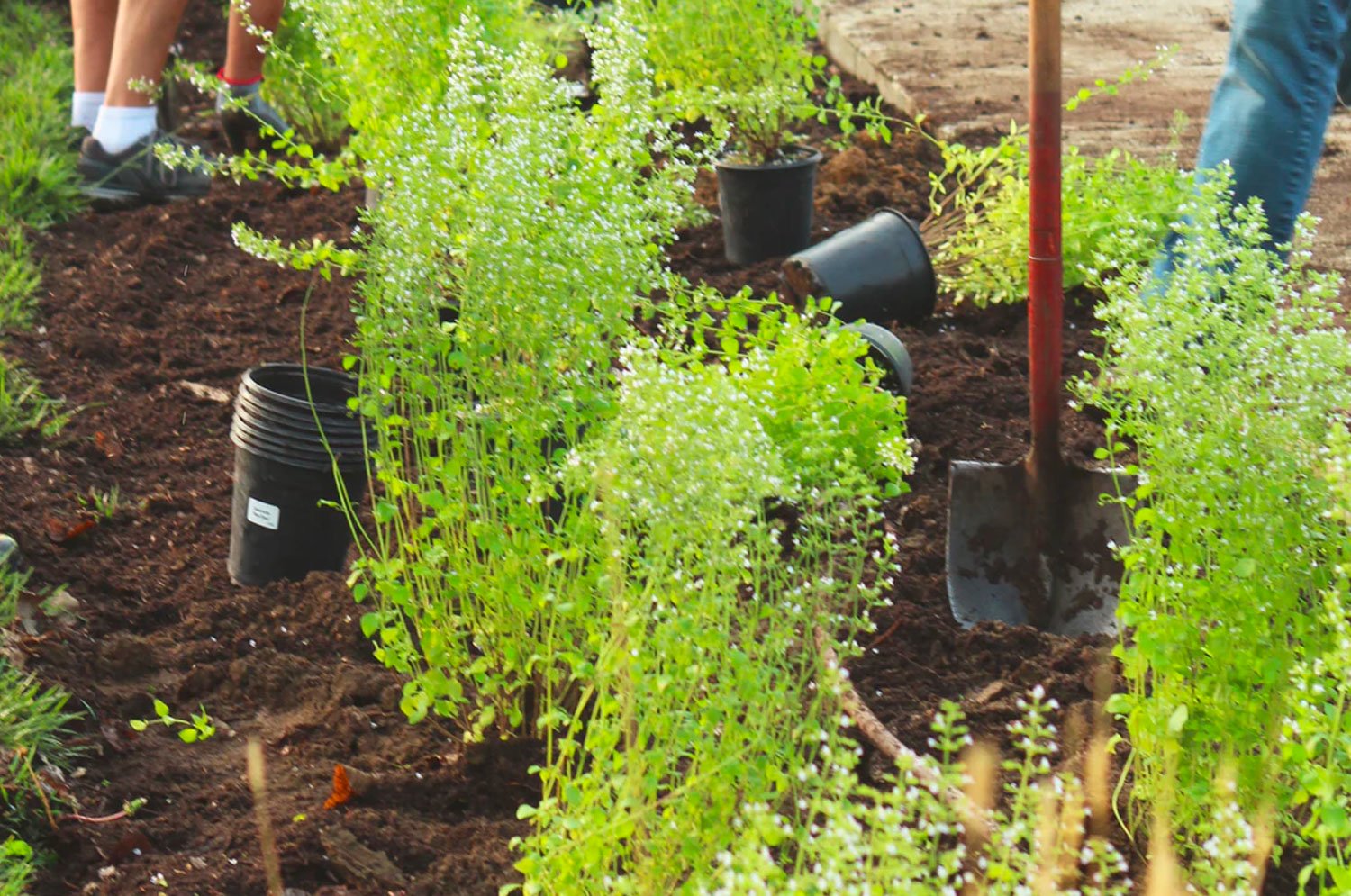 Gardening Services in Epsom Hedge Planting