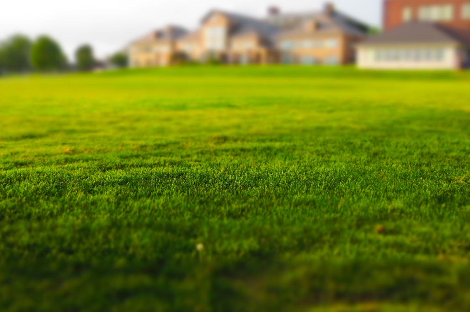 Gardening Services in Epsom Grass Cutting