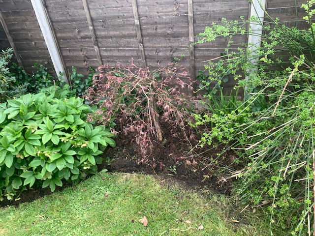 acer_and_gardening acer_and_gardening