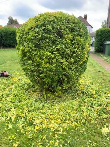 hedge_trimming_by_epsom_fencing
