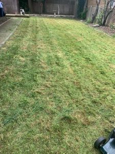 best_tips_grass_cutting_improvement