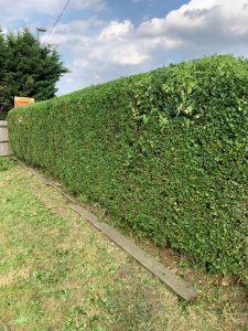 Gardening Services in Epsom Trimming