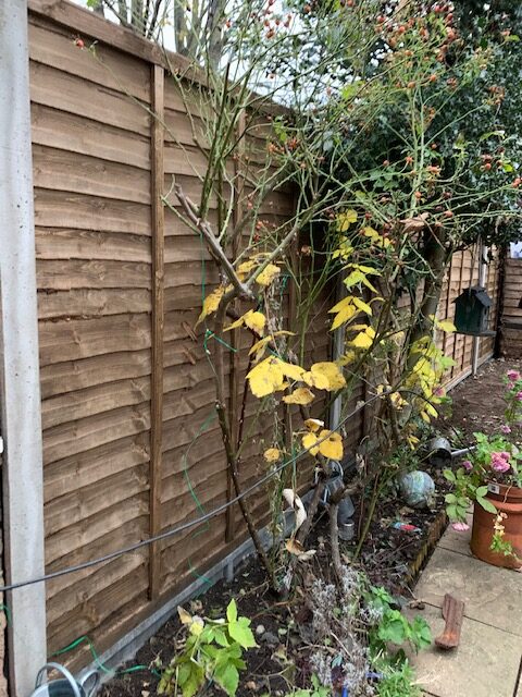 fencing_contractor_in_surbitom_epsom_fencing_lap_panel_concrete_post_concrete_gravel_board_after fencing_contractor_in_surbitom_epsom_fencing_lap_panel_concrete_post_concrete_gravel_board_after